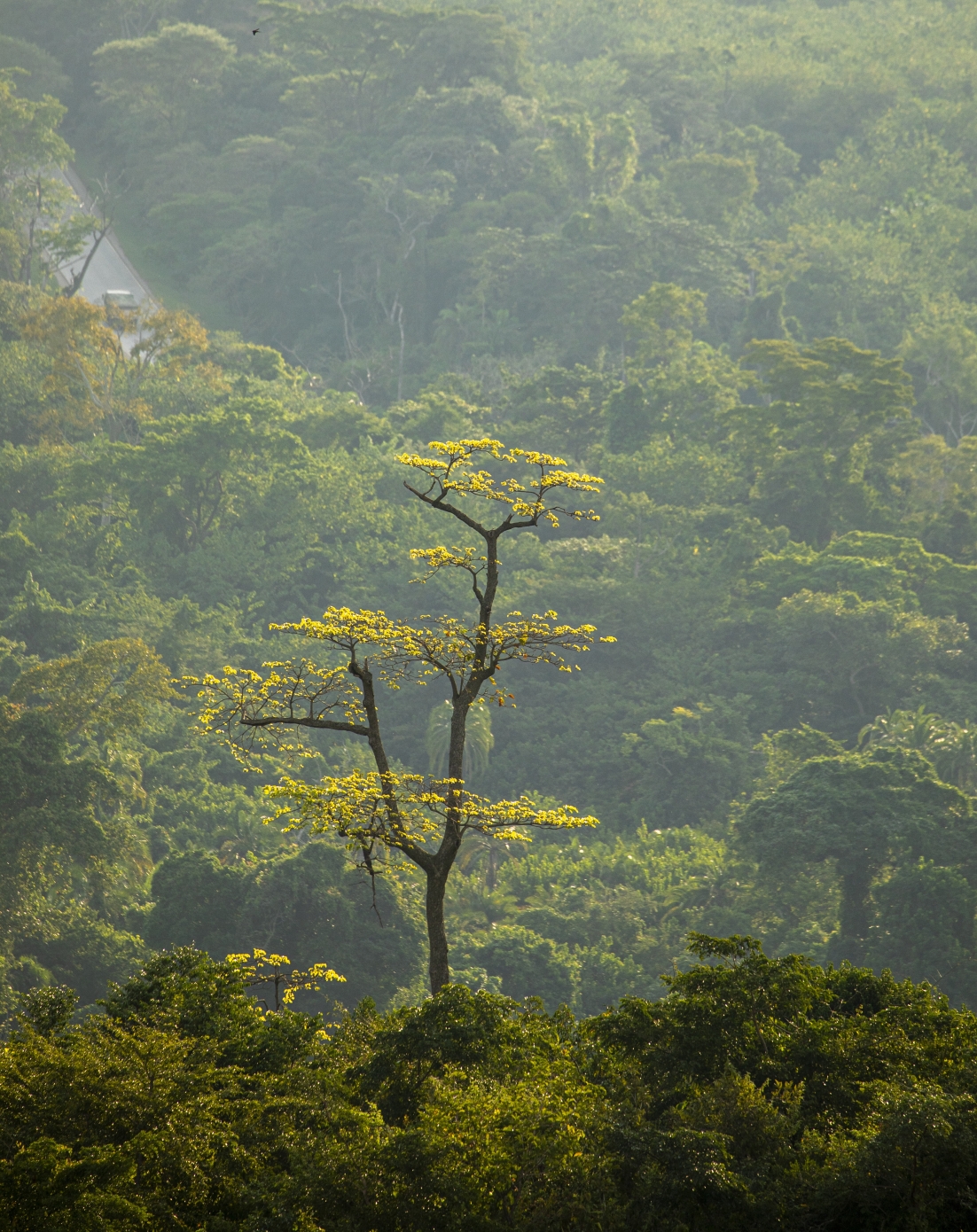 Uganda forest